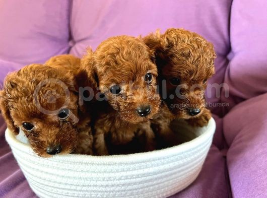 Toy Poodle Yavrumuza Yuva Arıyoruz görsel