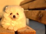 MİNİ BOY BEMBEYAZ POMERANİAN BOO DİŞİ YAVRU