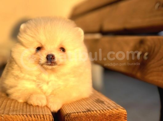 Mi̇ni̇ Boy Bembeyaz Pomerani̇an Boo Di̇şi̇ Yavru