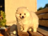 Mi̇ni̇ Boy Bembeyaz Pomerani̇an Boo Di̇şi̇ Yavru