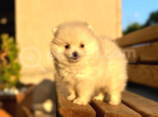 Mi̇ni̇ Boy Bembeyaz Pomerani̇an Boo Di̇şi̇ Yavru görsel