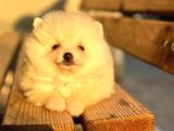 Mi̇ni̇ Boy Bembeyaz Pomerani̇an Boo Di̇şi̇ Yavru