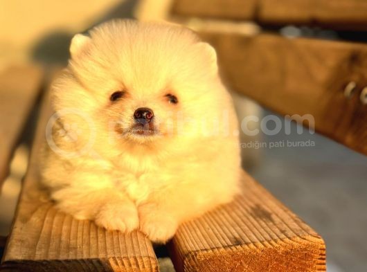 Mi̇ni̇ Boy Bembeyaz Pomerani̇an Boo Di̇şi̇ Yavru görsel