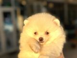 Mi̇ni̇ Boy Bembeyaz Pomerani̇an Boo Di̇şi̇ Yavru