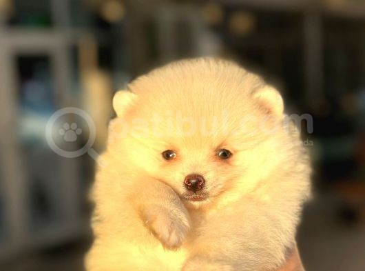 Mi̇ni̇ Boy Bembeyaz Pomerani̇an Boo Di̇şi̇ Yavru görsel