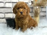 Secereli̇ Toy Poodle Erkek Yavru