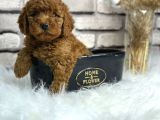 Secereli̇ Toy Poodle Erkek Yavru
