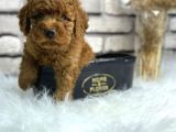 Secereli̇ Toy Poodle Erkek Yavru