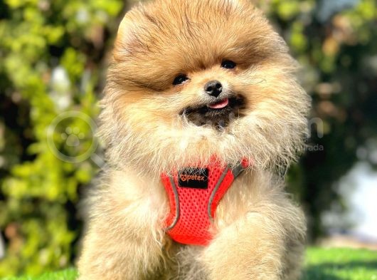 Pomeranian Boo Sevimli Mini Boy Yavrular görsel