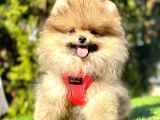 Pomeranian Boo Sevimli Mini Boy Yavrular