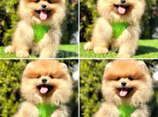 Çi̇ft Katman Kürklü Pomerani̇an Boo Yavrularim görsel