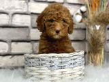 Orjinal Disi Toy Poodle Bebeksi Yavrumuz