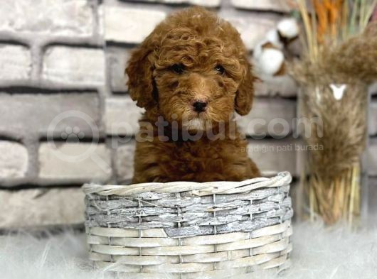 Orjinal Disi Toy Poodle Bebeksi Yavrumuz görsel