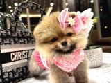Pomerian Boo