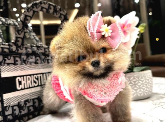 Pomerian Boo görsel