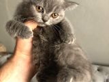 British Shorthair Yavruları