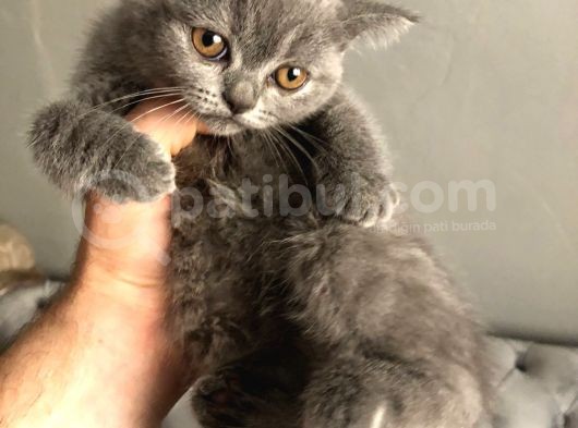 British Shorthair Yavruları görsel