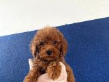 Toy Poodle Yavrular