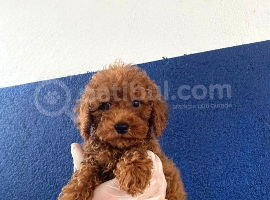Toy Poodle Yavrular görsel