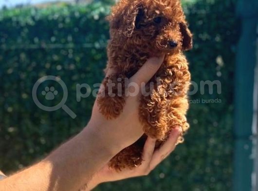 Toy Poodle Yavrular görsel