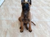 Belçika Kurdu Malinois Yavrular