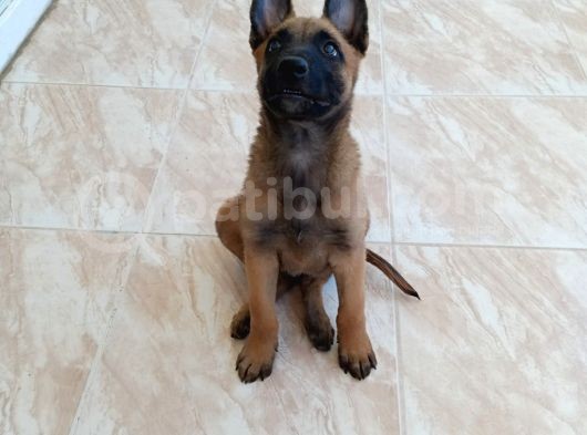 Belçika Kurdu Malinois Yavrular görsel