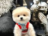 Pomerian Boo