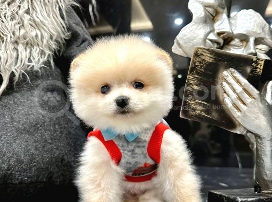 Pomerian Boo görsel