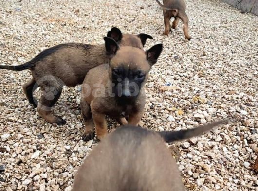 Belçika Kurdu Malinois Yavrular görsel