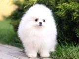 Pomerian Boo