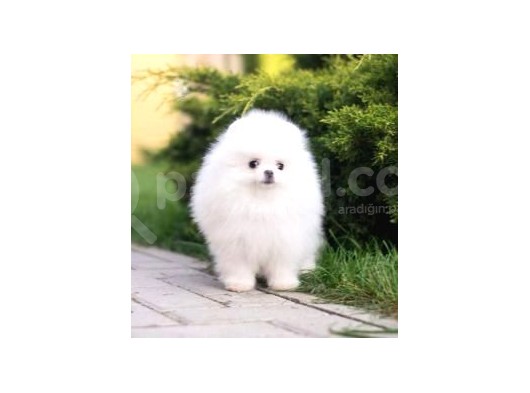 Pomerian Boo görsel