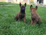 Belçika Kurdu Malinois Yavrular