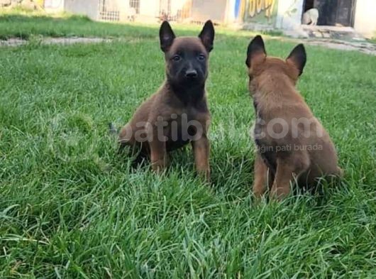 Belçika Kurdu Malinois Yavrular görsel
