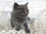 British Shorthair Yavruları