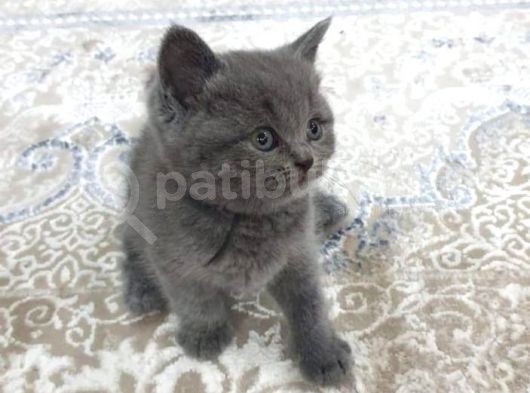 British Shorthair Yavruları görsel