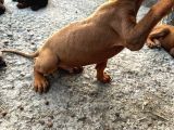Toy Poodle Yavrular
