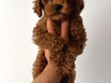 Toy Poodle Yavrular