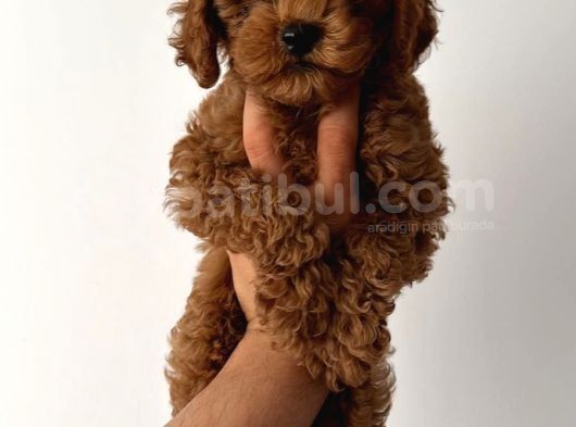 Toy Poodle Yavrular görsel