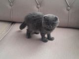 British Shorthair Yavruları