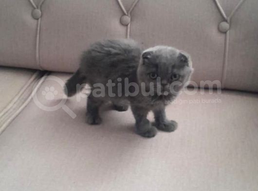 British Shorthair Yavruları görsel