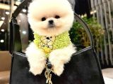 Pomerian Boo