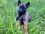Belçika kurdu malinois yavrular