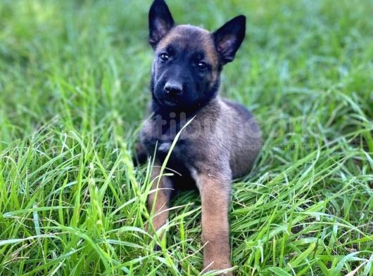 Belçika Kurdu Malinois Yavrular