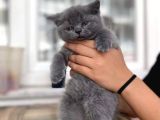 British shorthair yavruları
