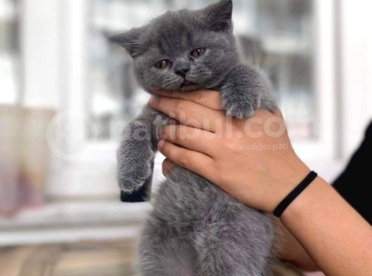 British Shorthair Yavruları