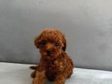 Toy poodle yavrular