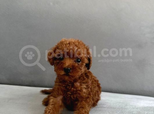 Toy Poodle Yavrular
