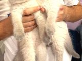 British Shorthair Yavruları
