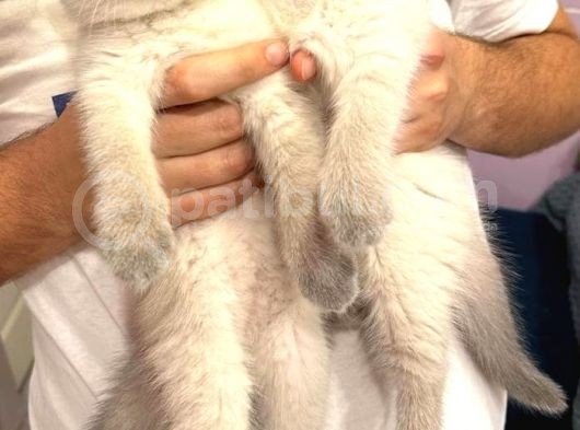 British Shorthair Yavruları görsel