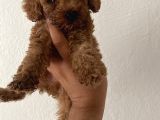 Toy Poodle Yavrular